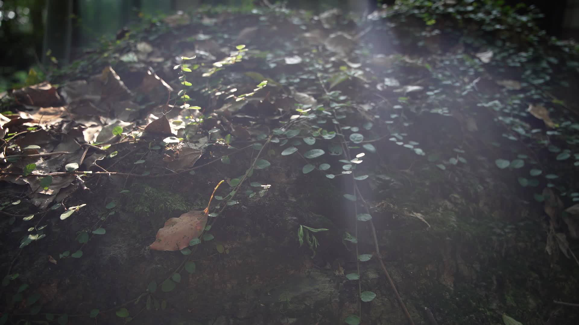 杭州吴山景区云之居森林感阳光照射4K风景视频视频的预览图