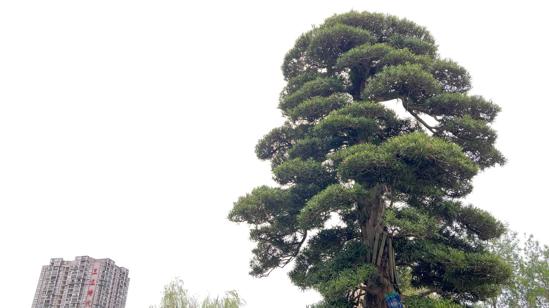 植物罗汉松树实拍4K天光变化实拍视频视频的预览图