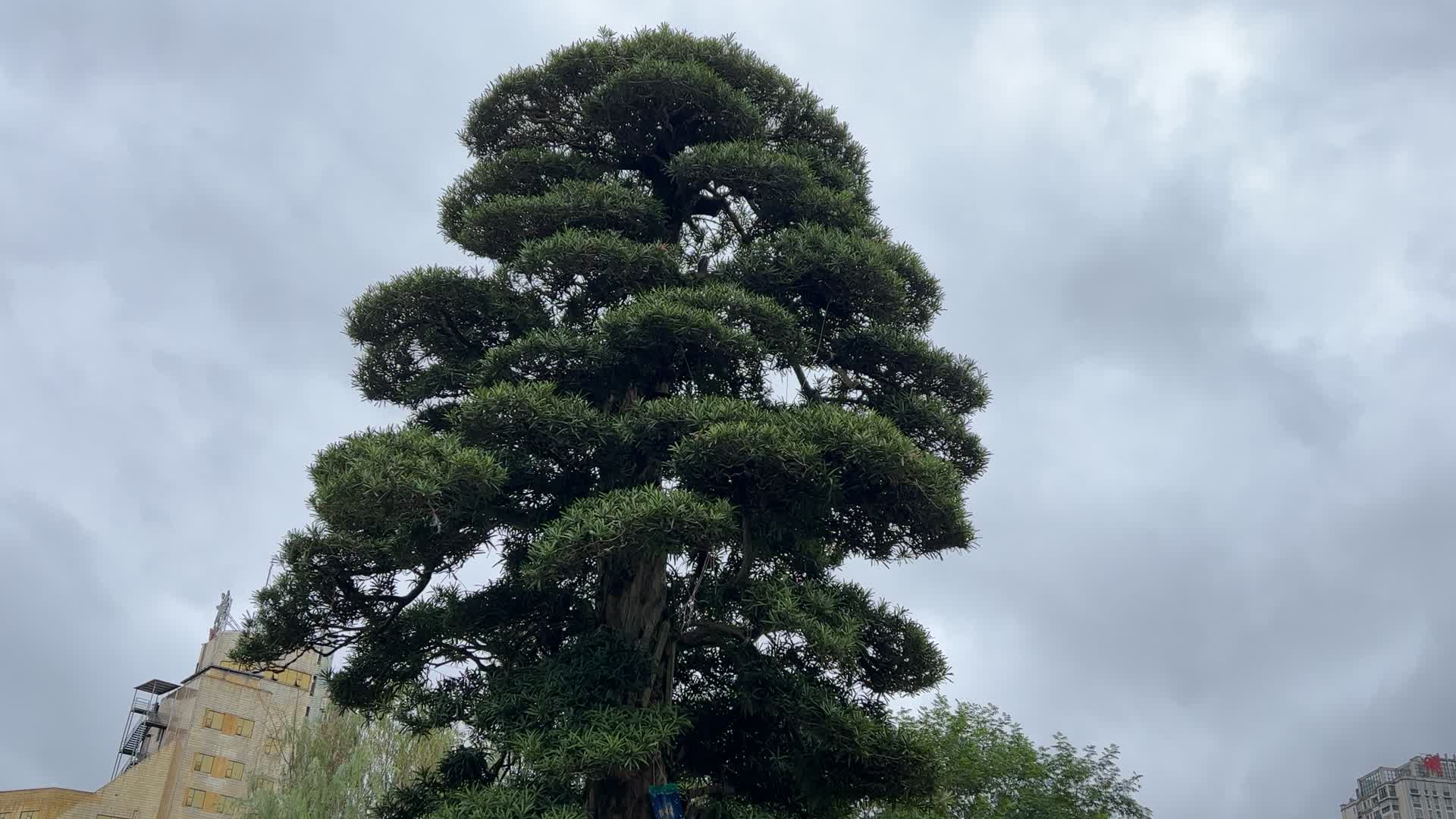 植物罗汉松树实拍4K视频视频的预览图