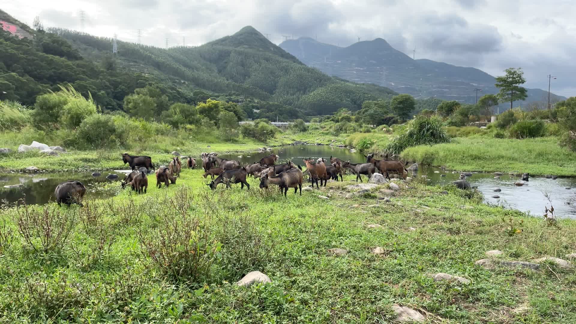 羊吃草自然风景4K实拍视频视频的预览图