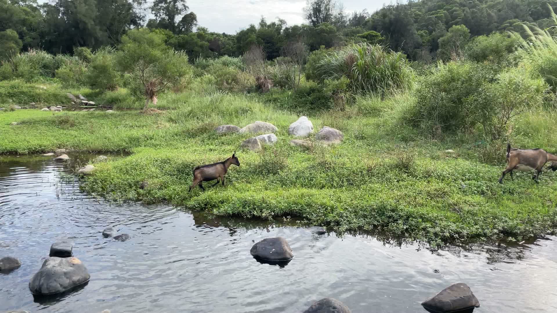 羊吃草自然风景4K实拍视频视频的预览图