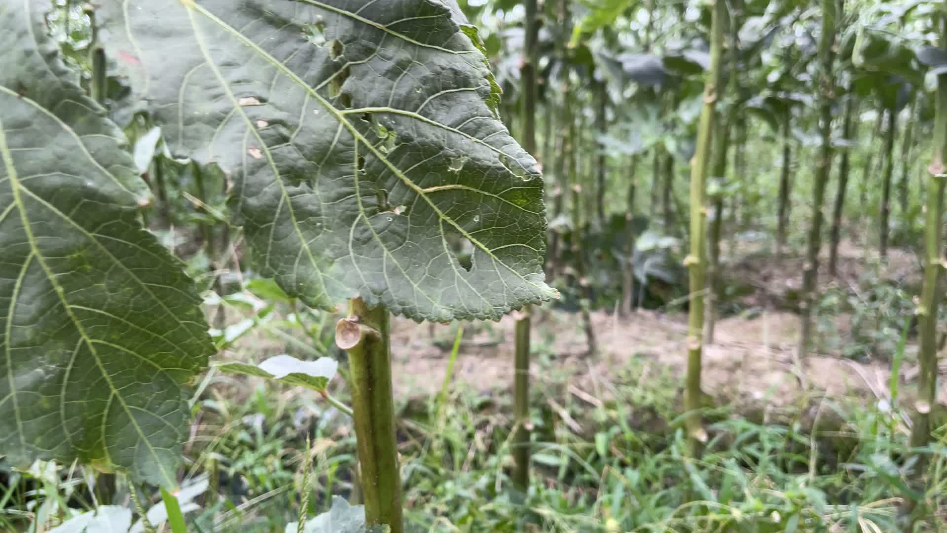 种植甘蔗4K实拍视频视频的预览图