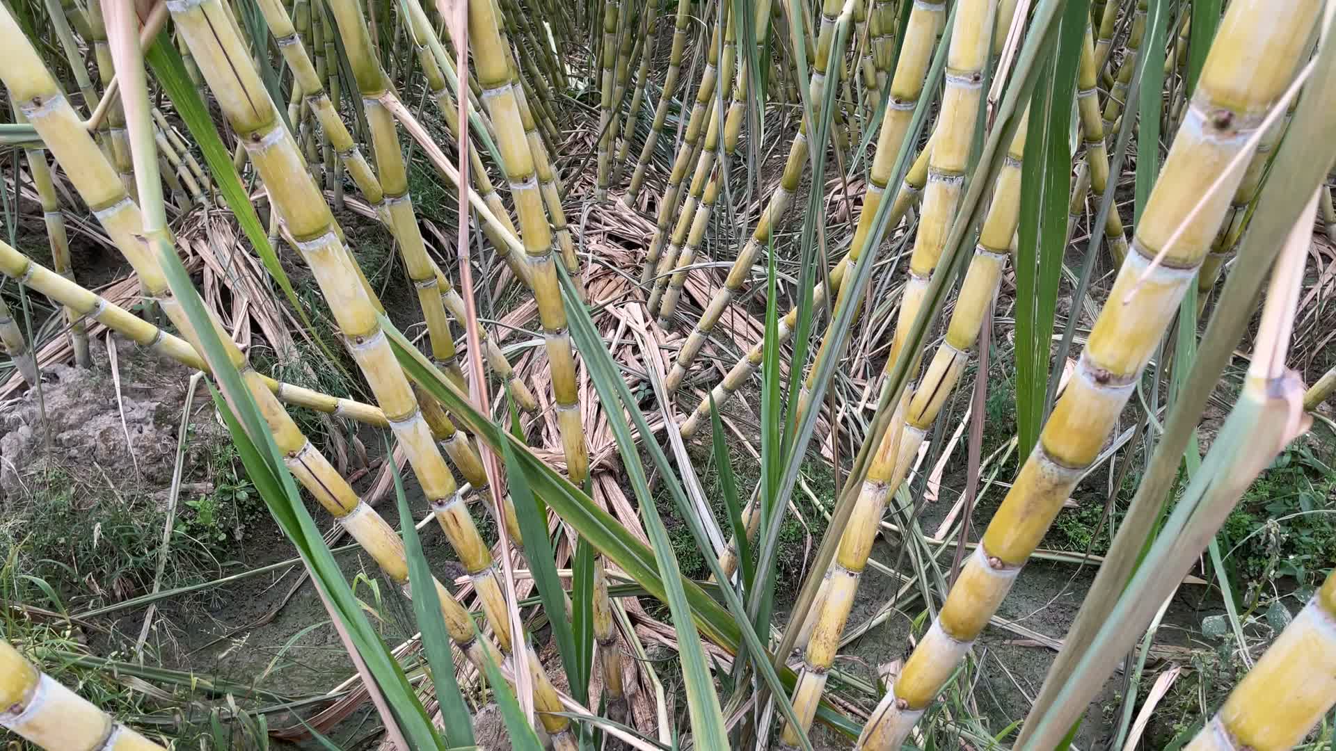 种植甘蔗4K实拍视频视频的预览图