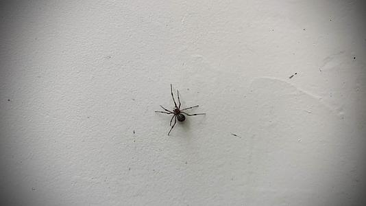 蜘蛛在墙壁上攀爬视频的预览图