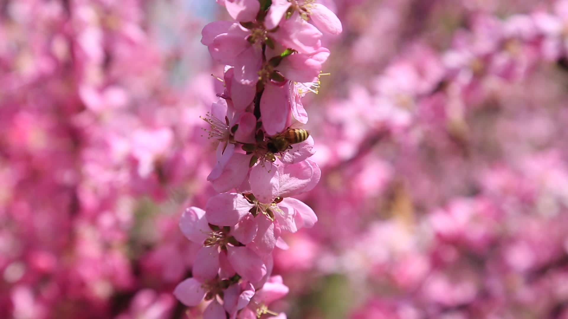 春天百花开蜜蜂采蜜视频的预览图