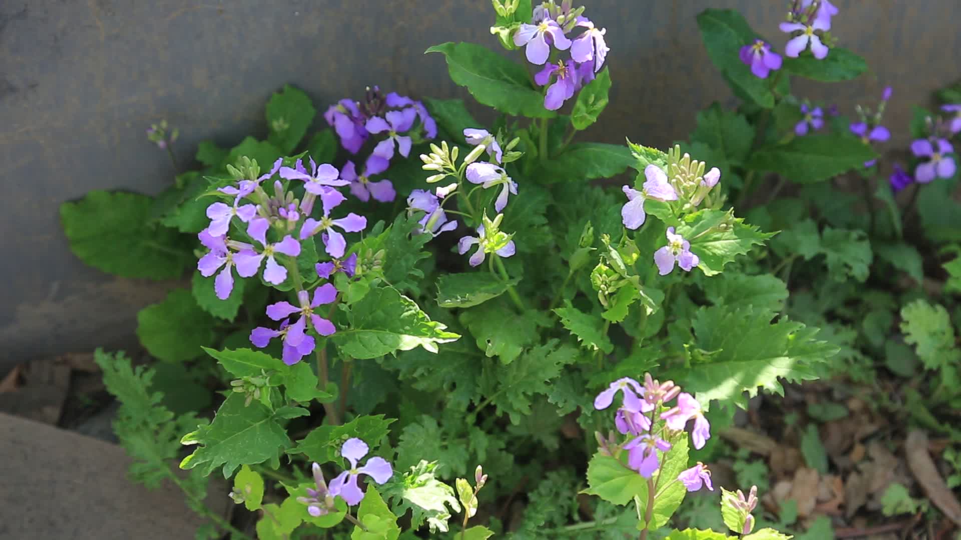春天百花开蜜蜂采蜜视频的预览图