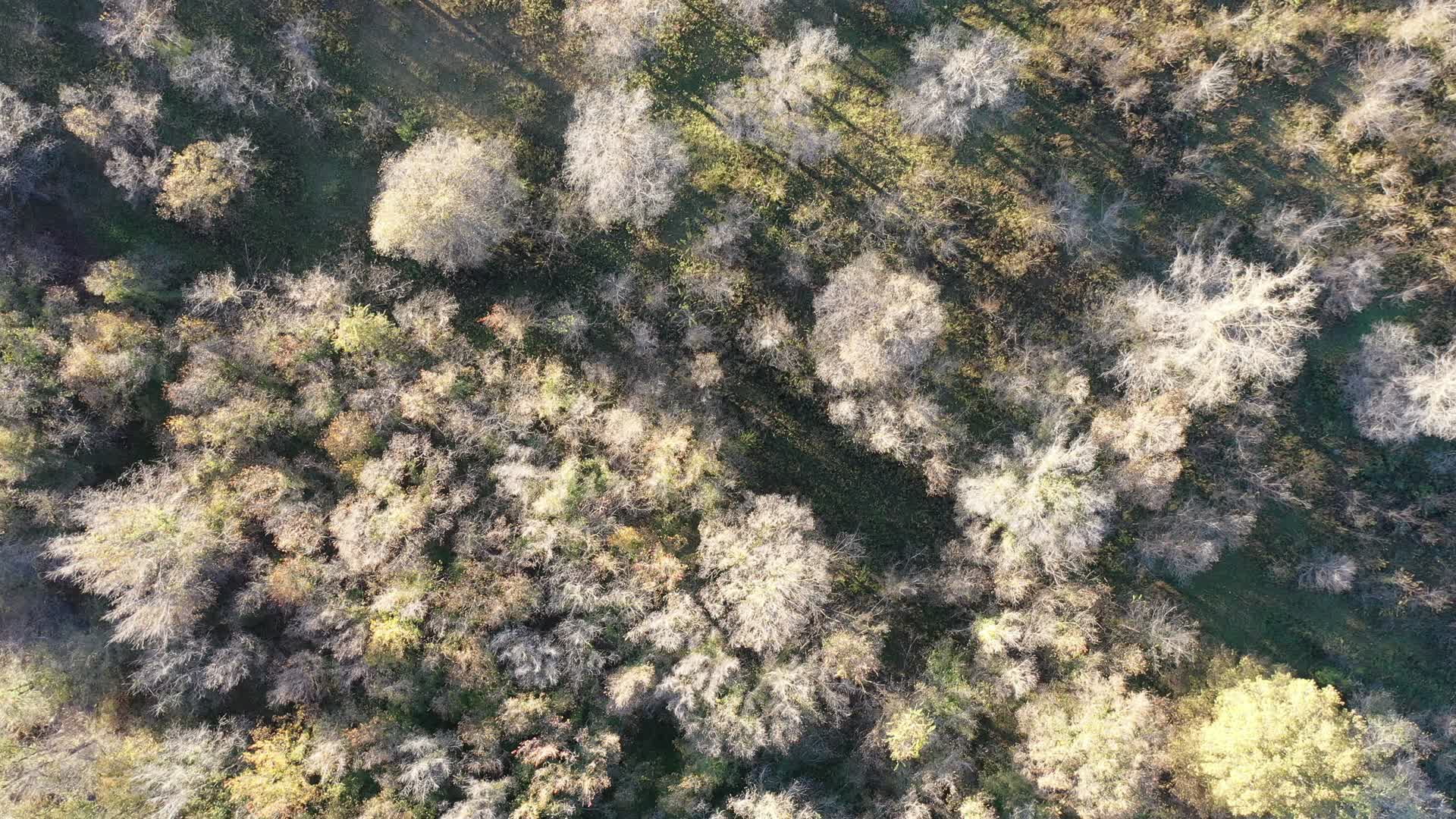 航拍森林秋景视频的预览图
