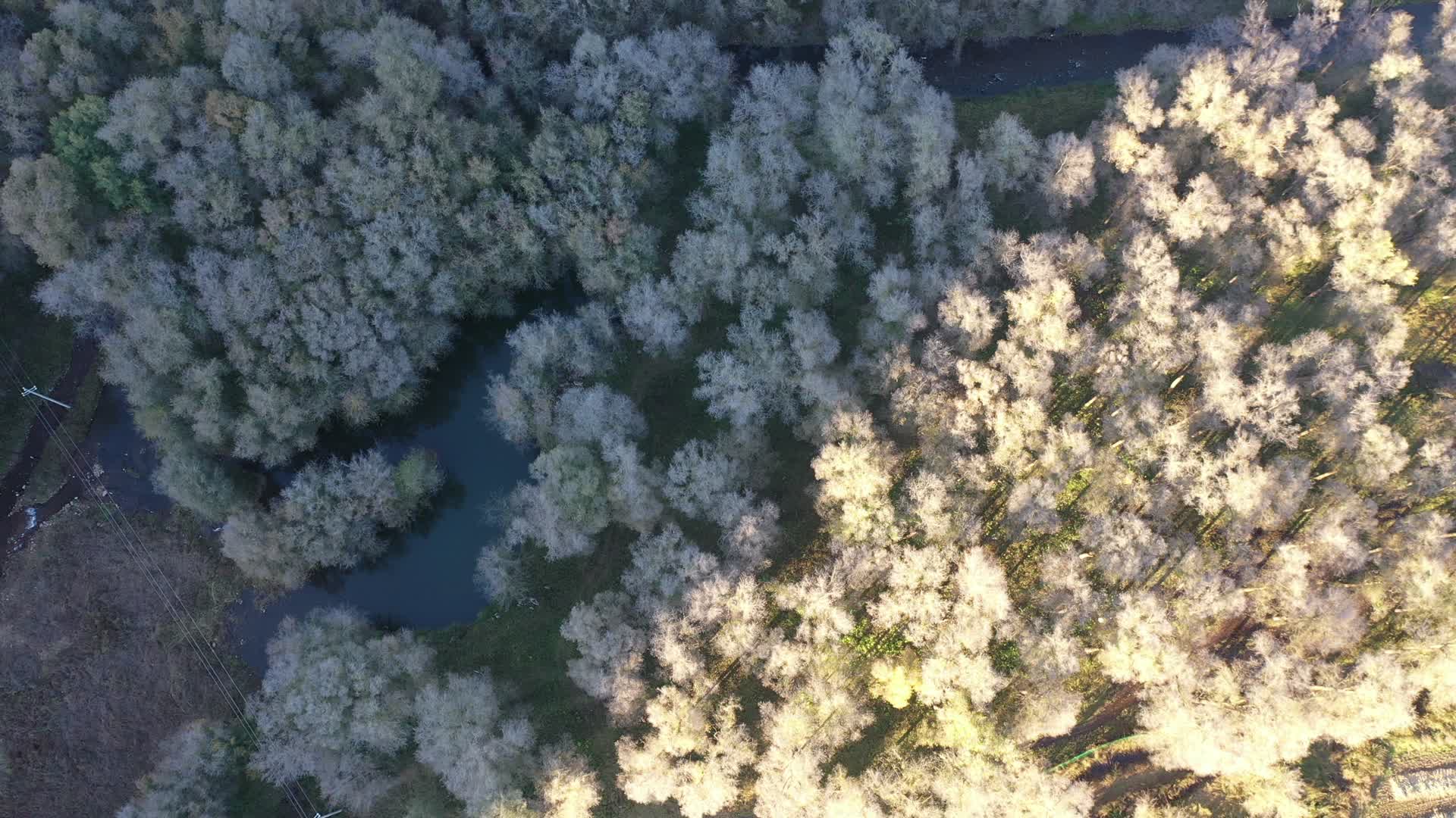 航拍森林秋景视频的预览图