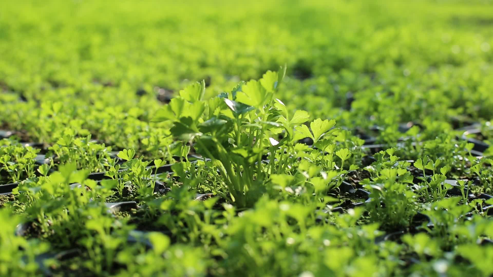 温室大棚水培蔬菜种植育苗视频的预览图