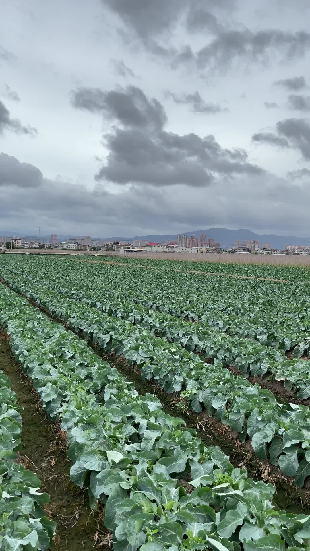 种植花菜4K实拍视频视频的预览图