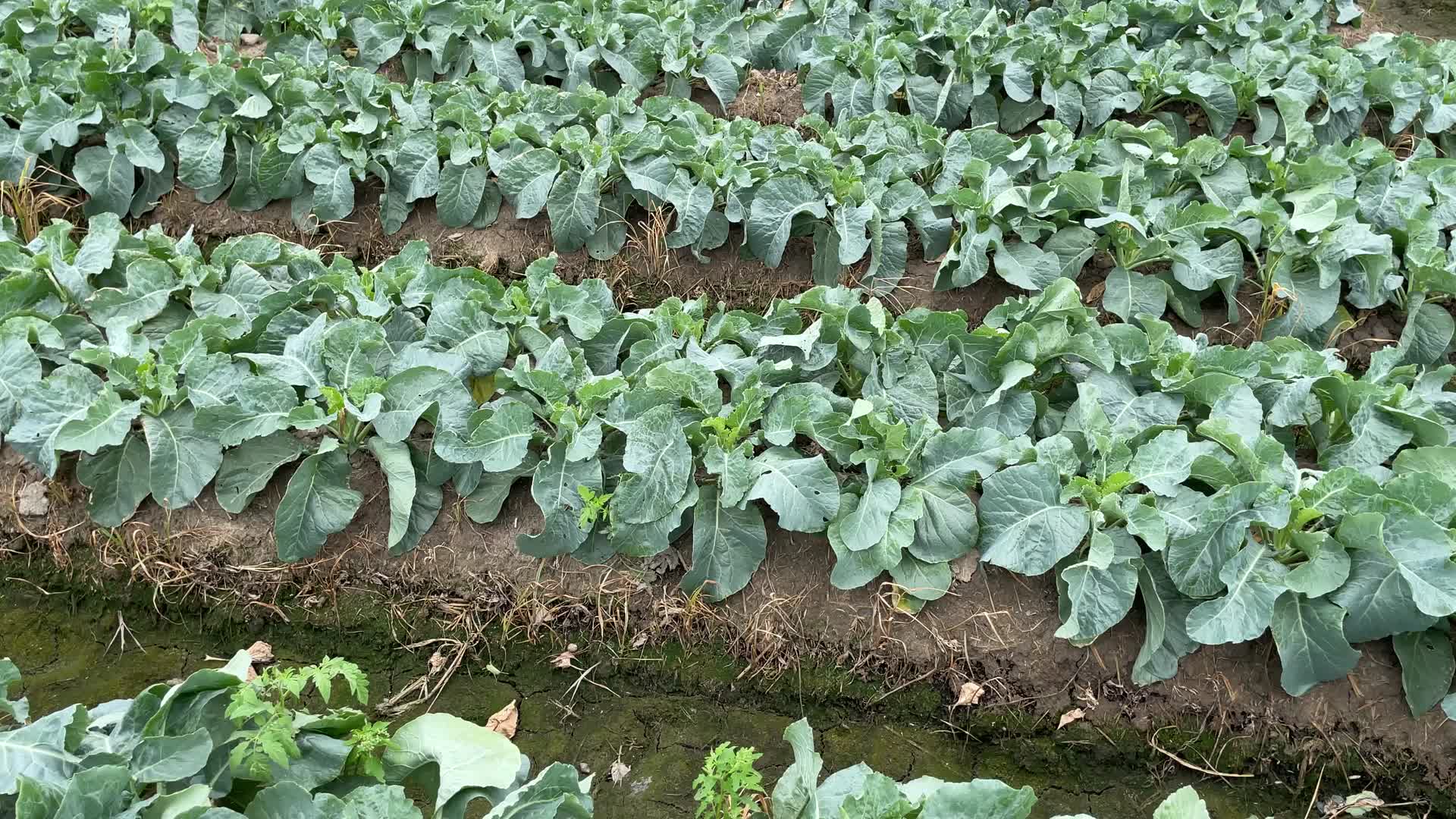 种植花菜4K实拍视频视频的预览图