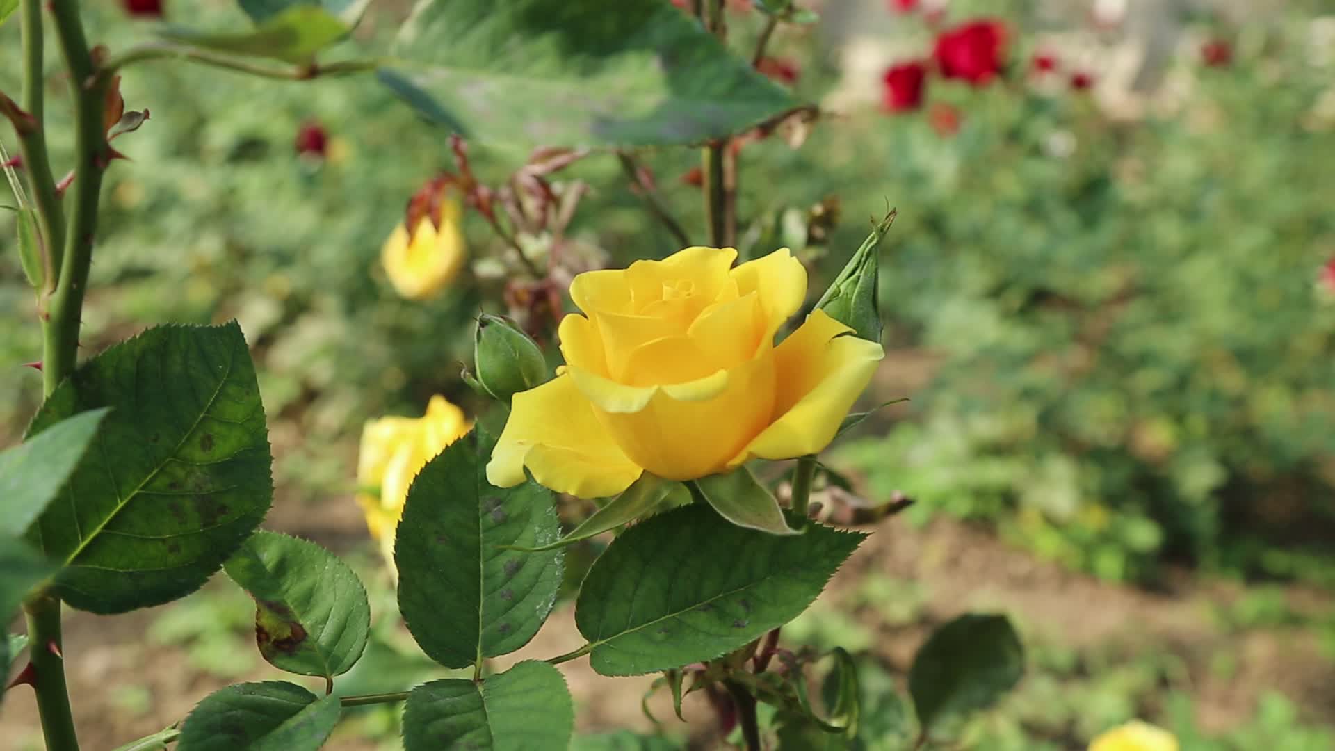 玫瑰花种植园视频的预览图