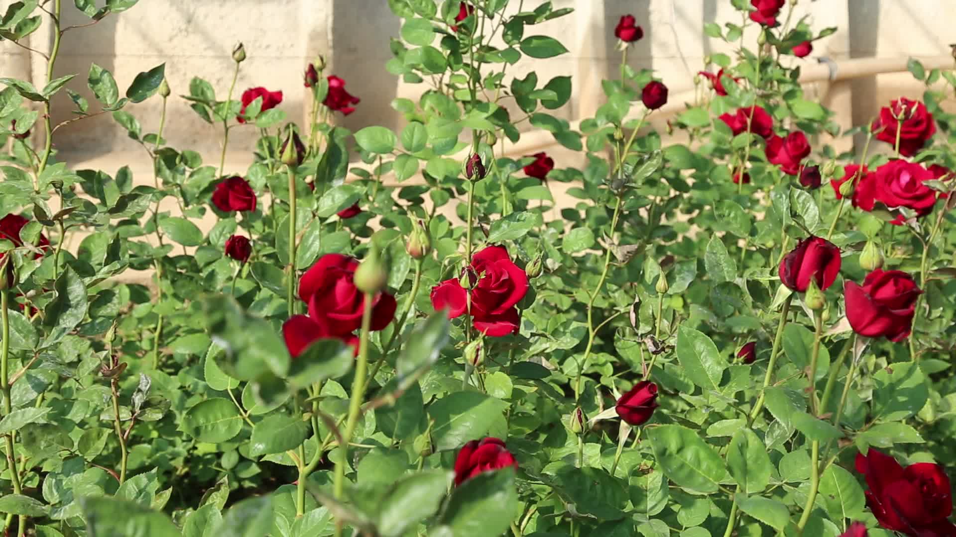玫瑰花种植园视频的预览图