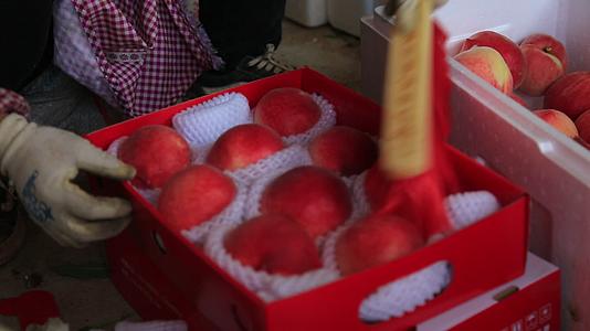 农业大棚桃子采摘包装视频的预览图