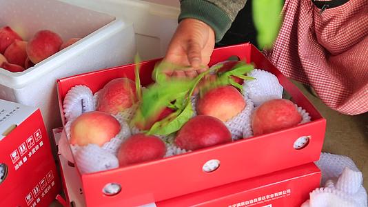 农业大棚桃子采摘包装视频的预览图