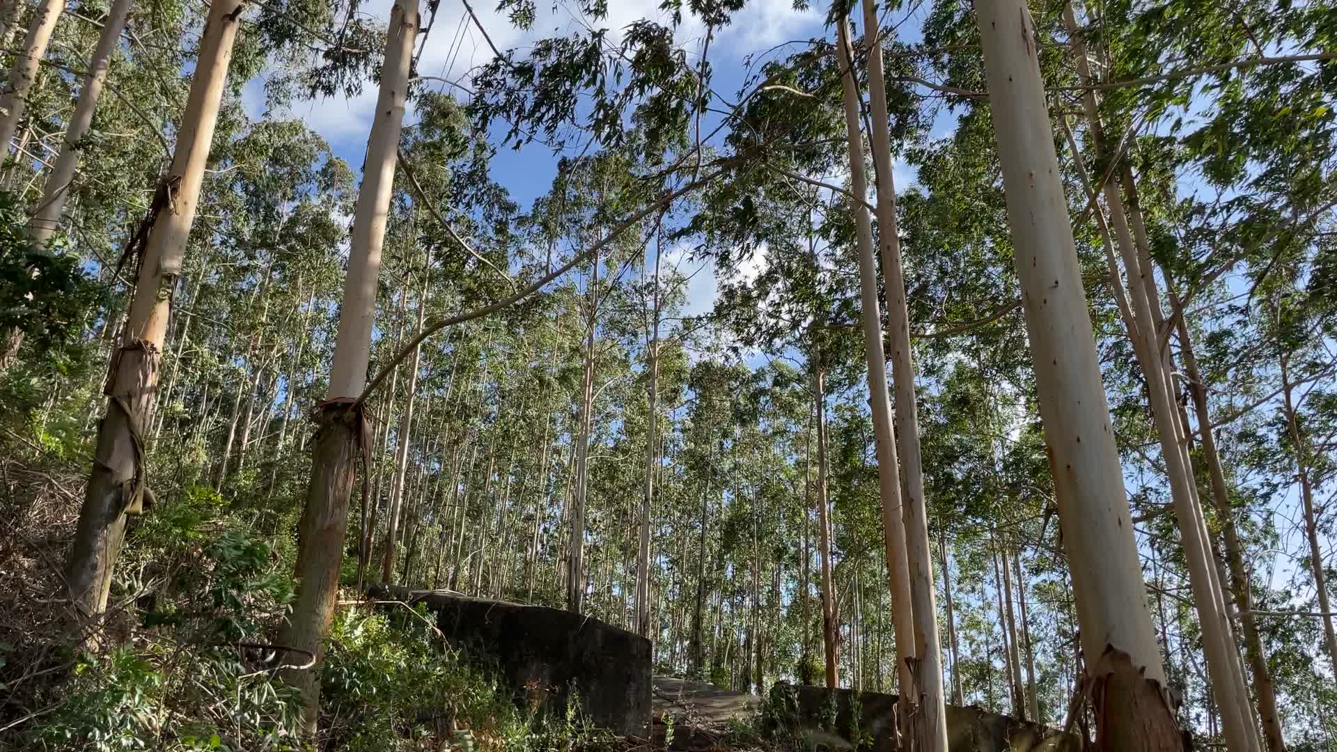 桉树林4K实拍视频视频的预览图