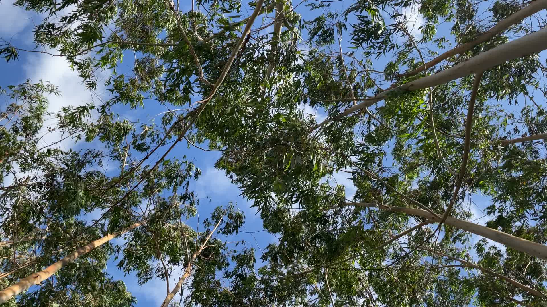 桉树林4K实拍视频视频的预览图