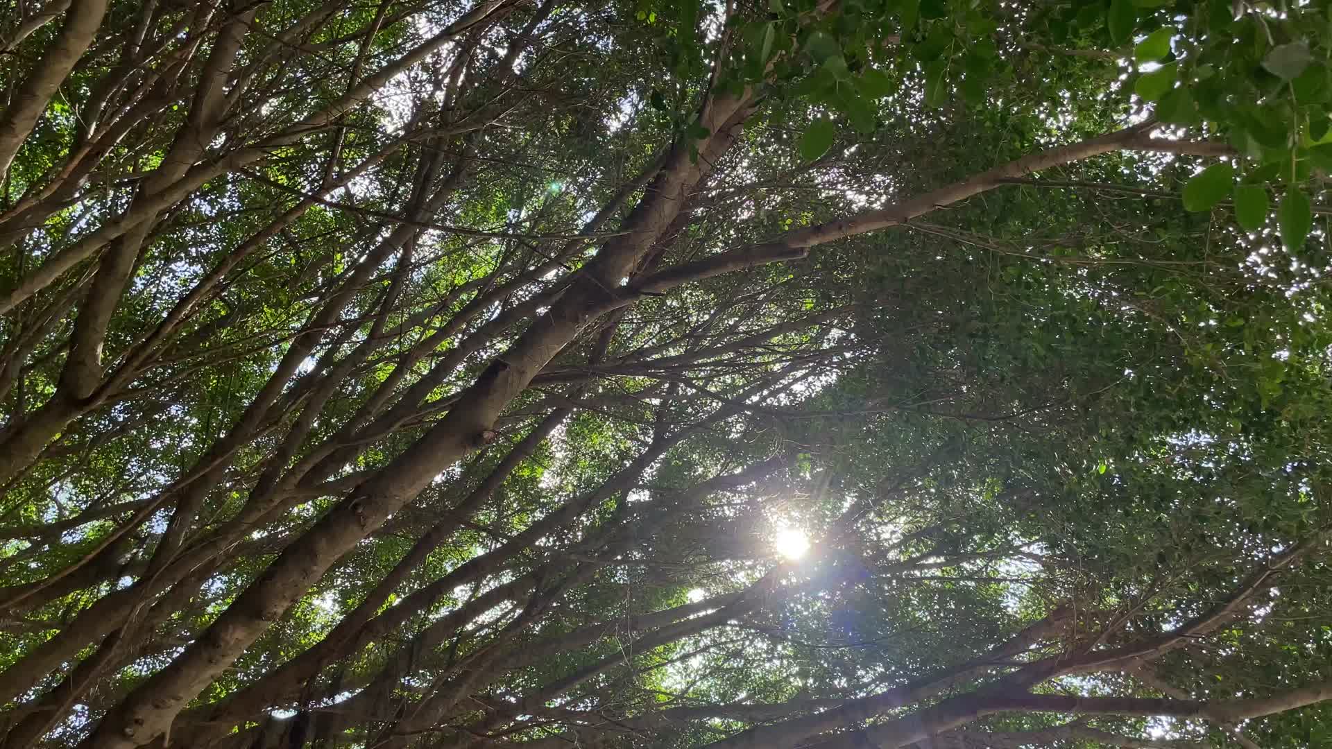 大榕树4K实拍视频视频的预览图