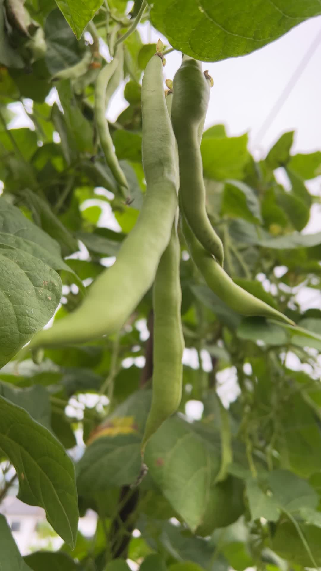 有机蔬菜四季豆实拍4K视频视频的预览图