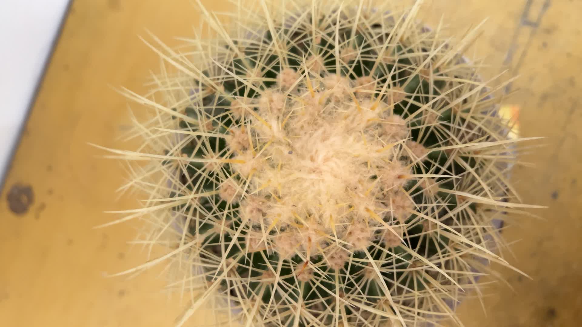 植物仙人球实拍4K视频视频的预览图