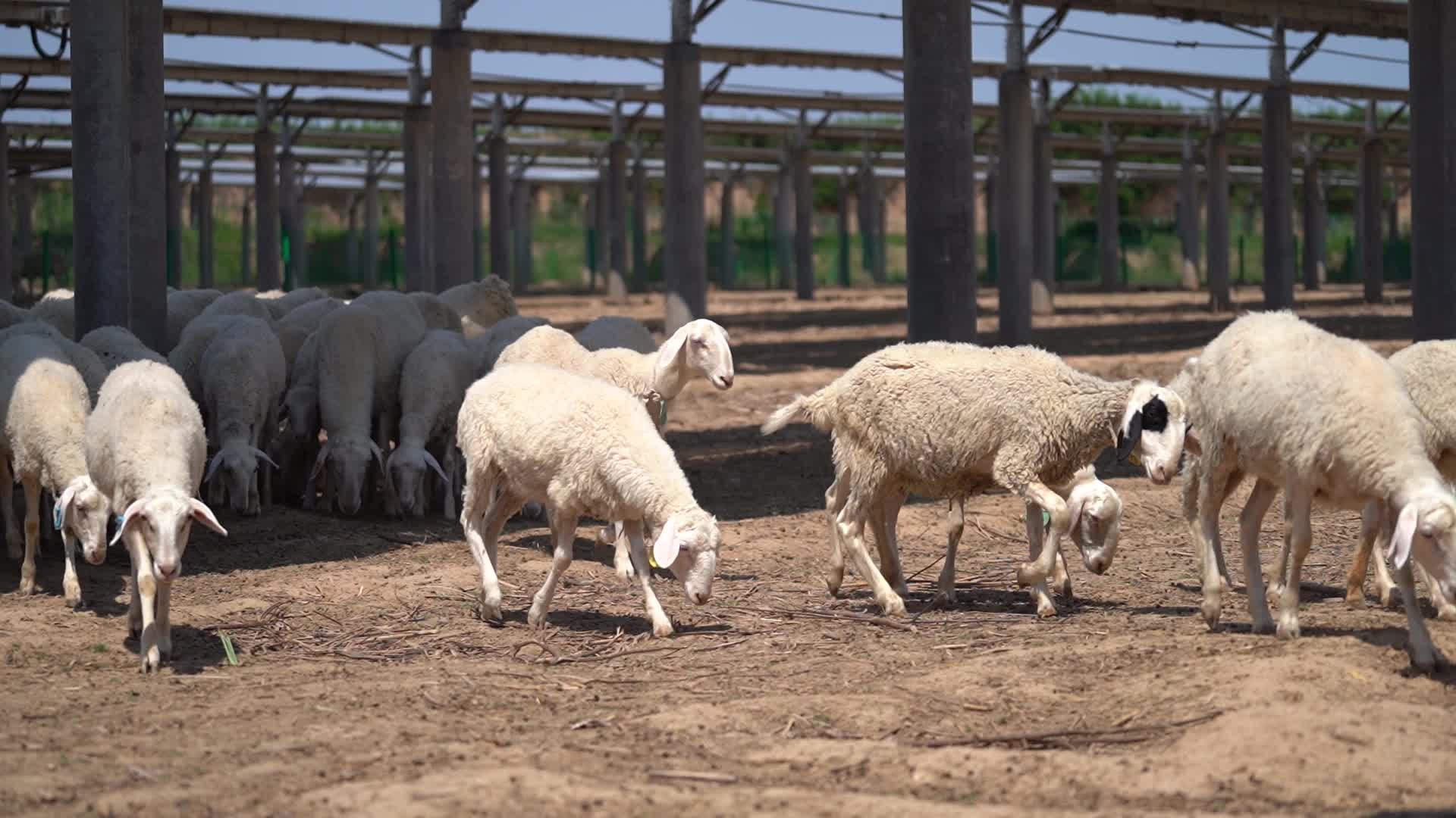 农场的一群绵羊视频的预览图