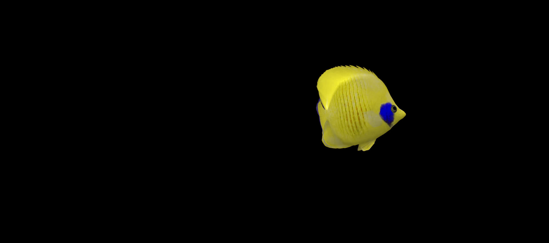 带透明通道黄色蝴蝶鱼视频的预览图