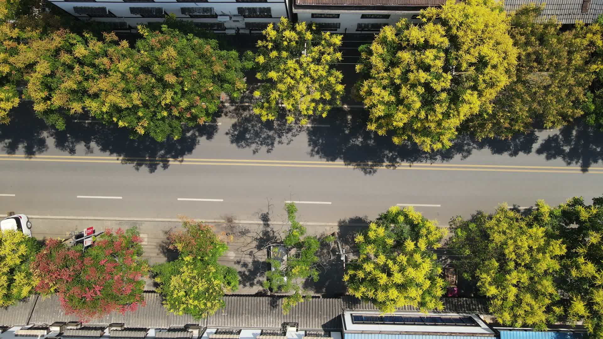 航拍秋天城市大道枯黄树叶视频的预览图