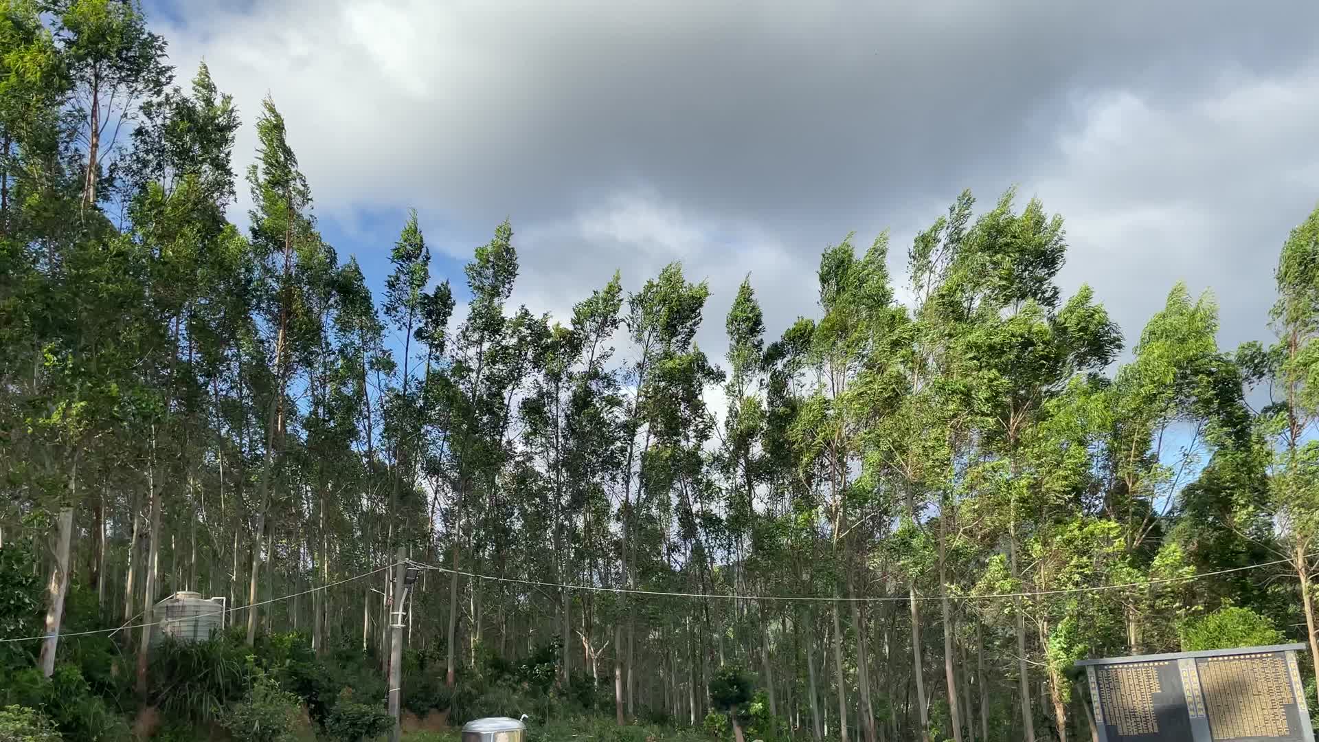 台风天狂风树摇4K实拍视频视频的预览图