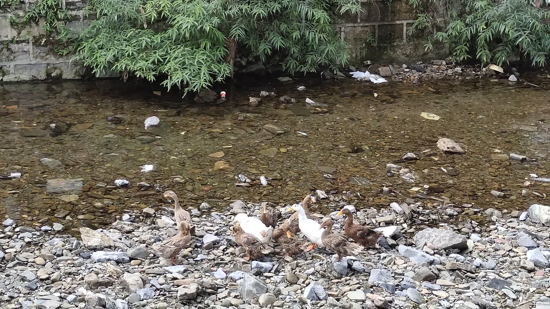 水中一群鸭实拍4K视频视频的预览图
