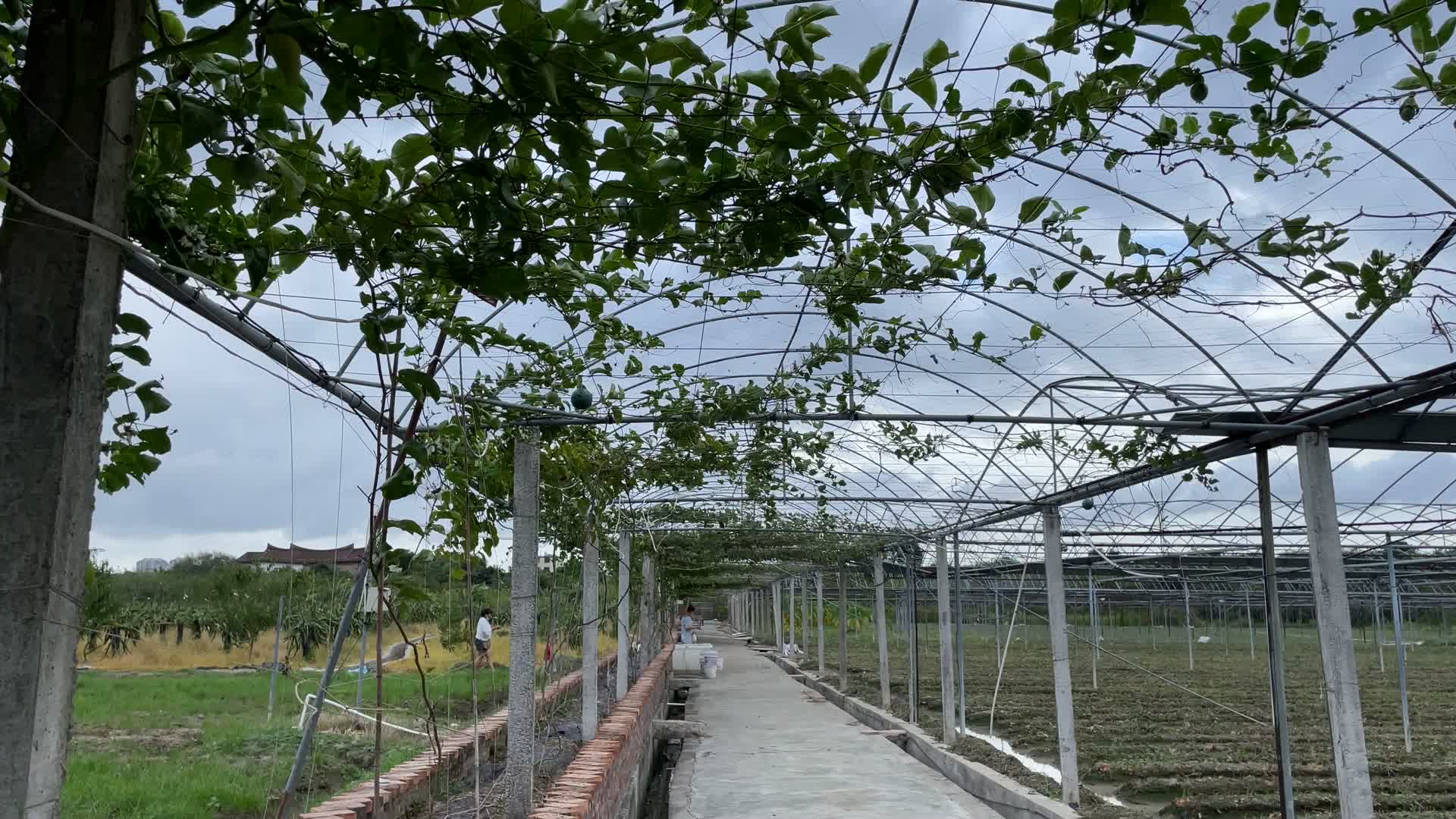 种植丝瓜大棚4K实拍视频视频的预览图