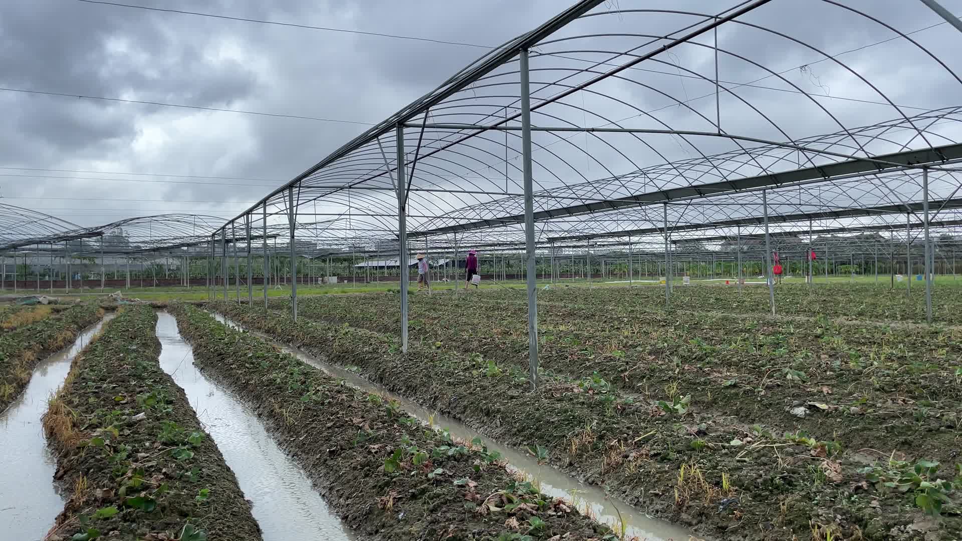 种植丝瓜大棚4K实拍视频视频的预览图