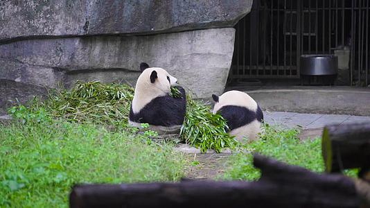 国宝大熊猫视频的预览图