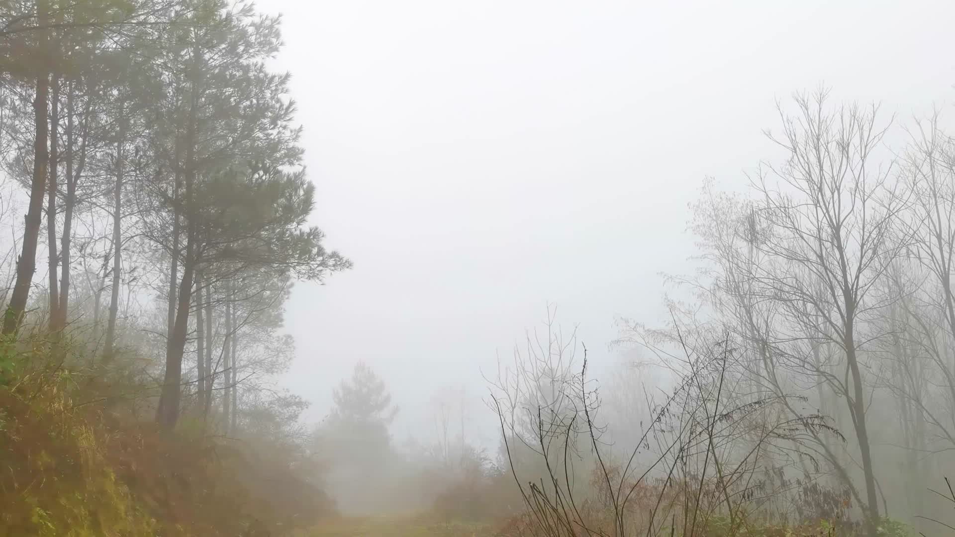 4K高清雨林树林森林雾绕树林视频的预览图