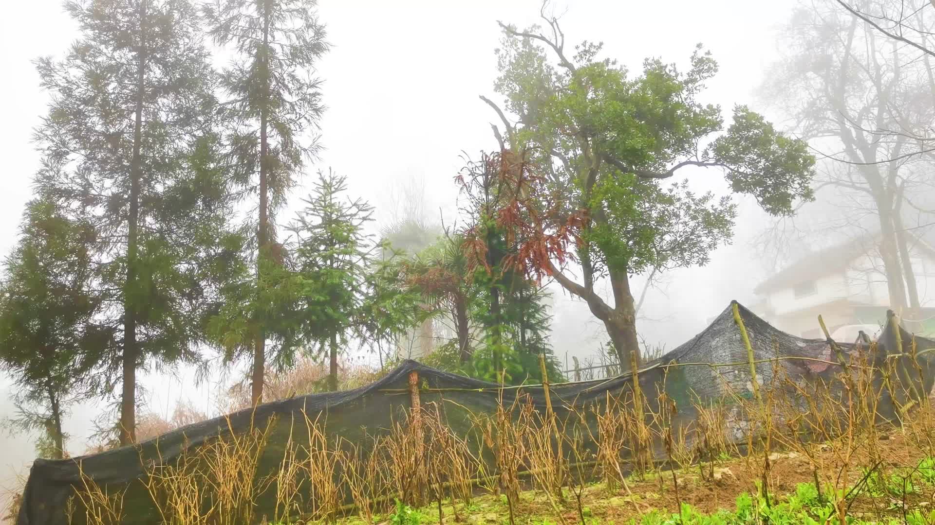 4K村庄雾村菜园雨林小村的清晨视频的预览图