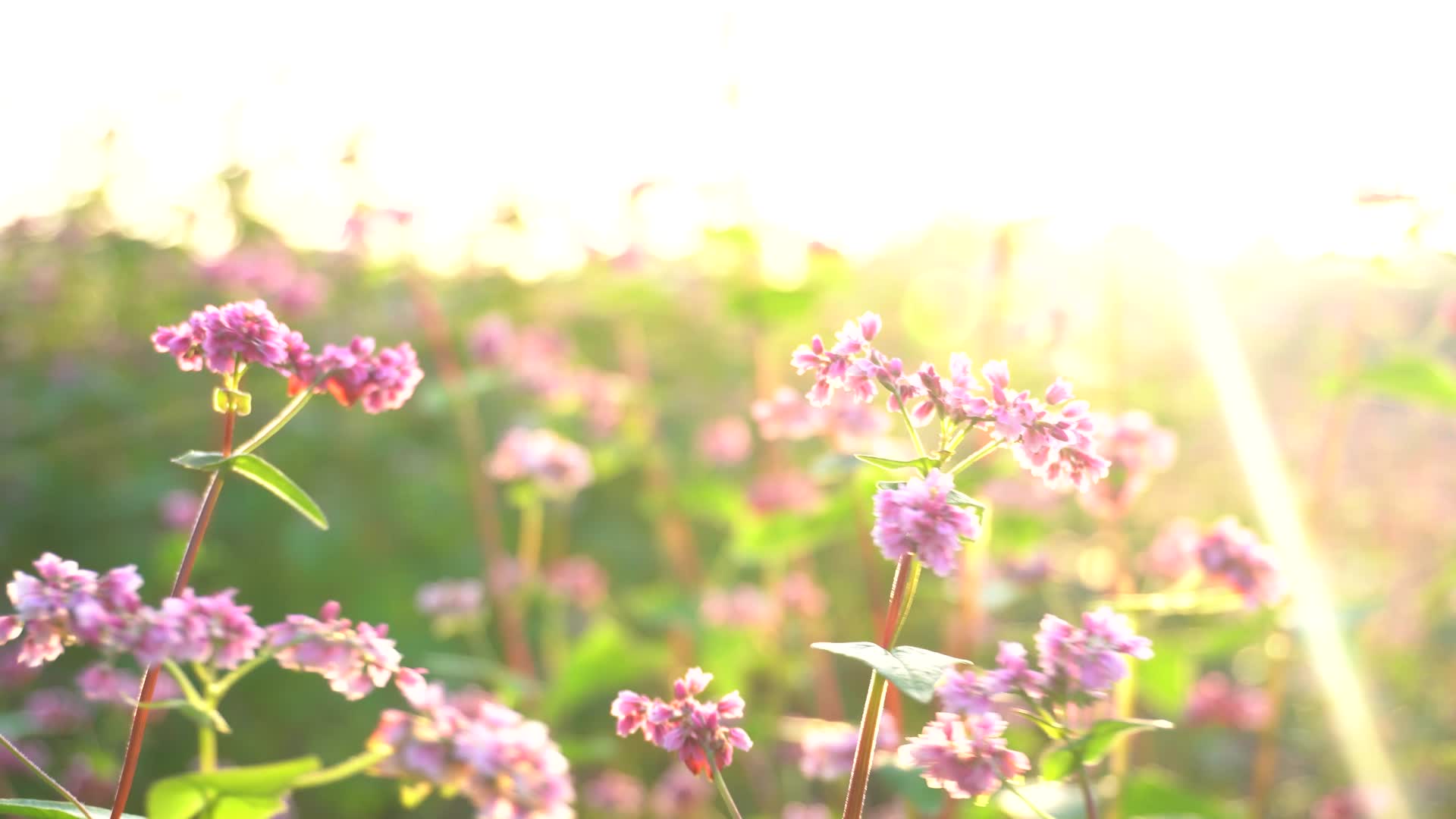 4K春天荞花阳光春大自然清新视频的预览图