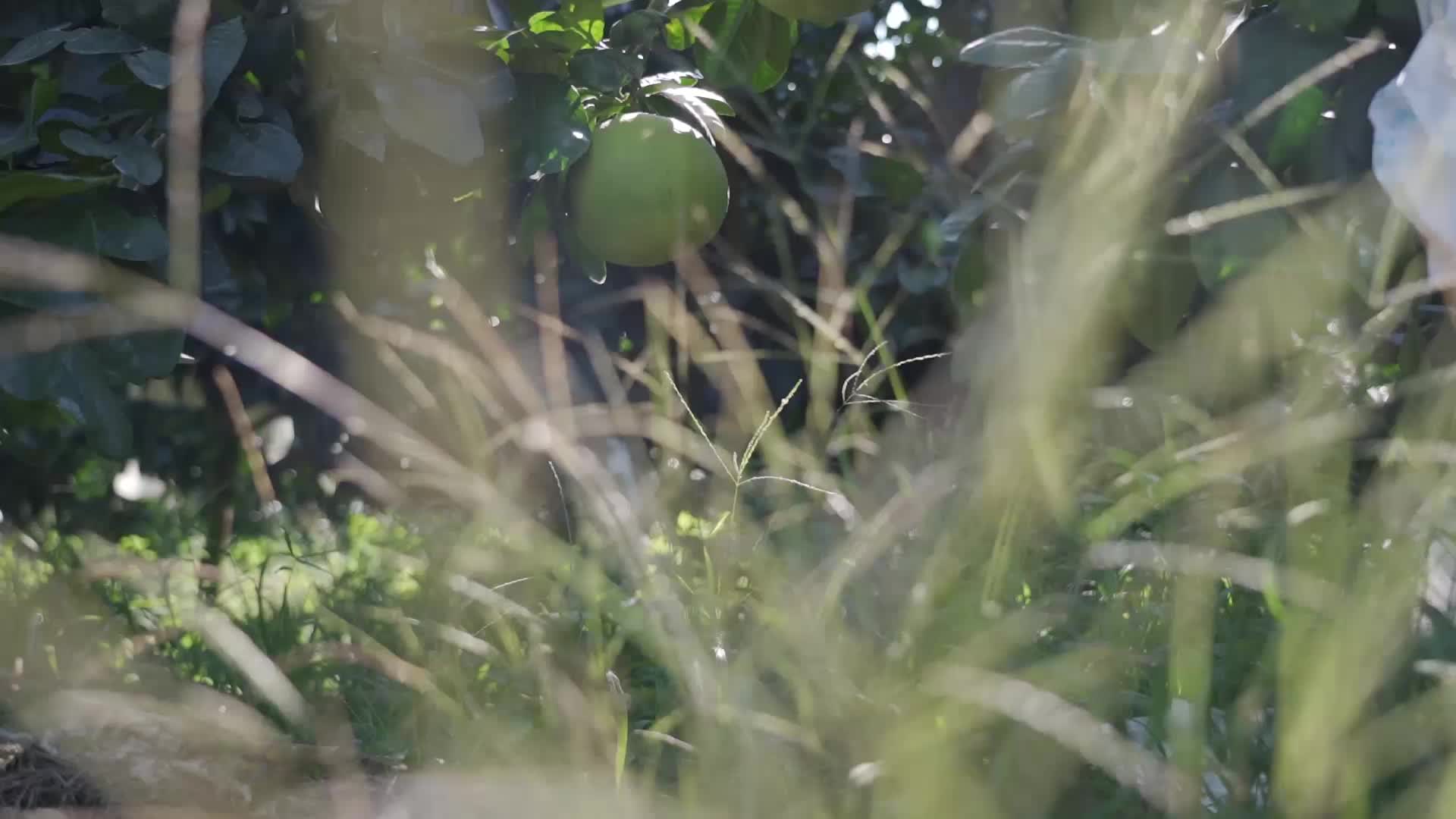树上的柚子视频视频的预览图