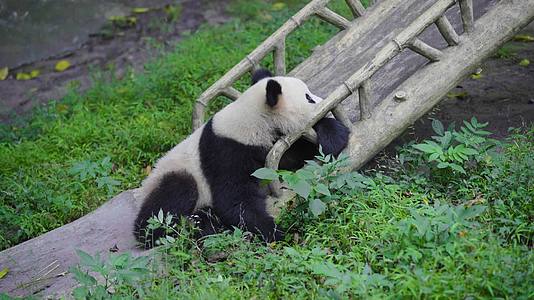 国宝大熊猫视频的预览图