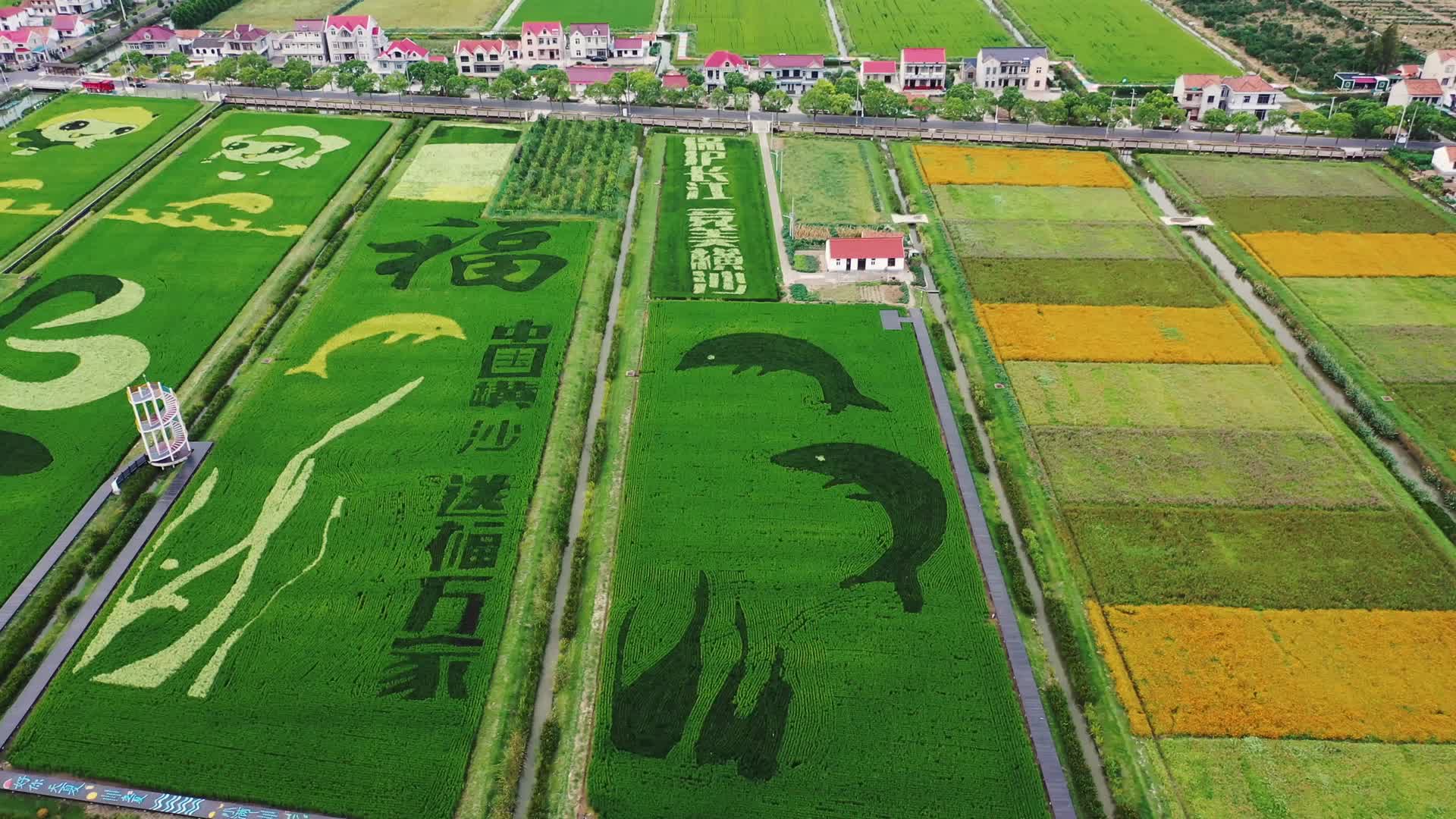 水稻稻田航拍稻田画视频的预览图