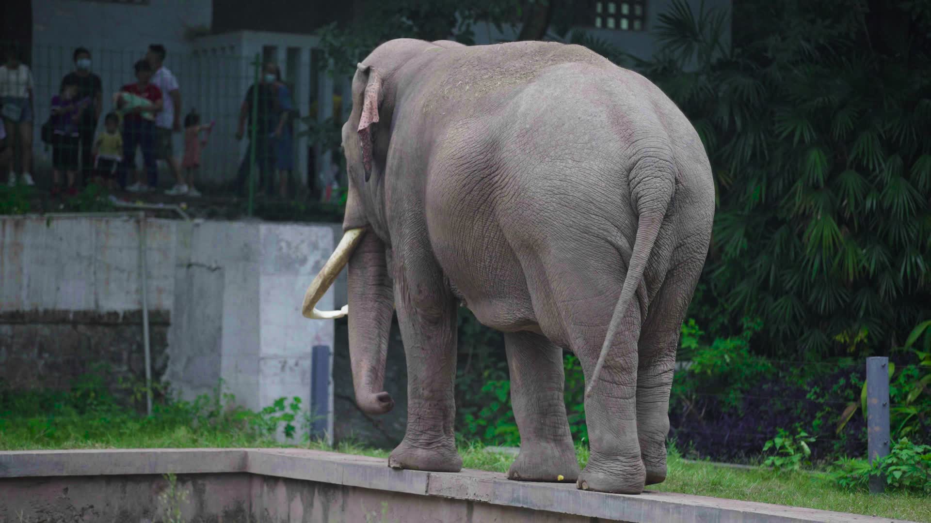 一头大象独自散步视频的预览图