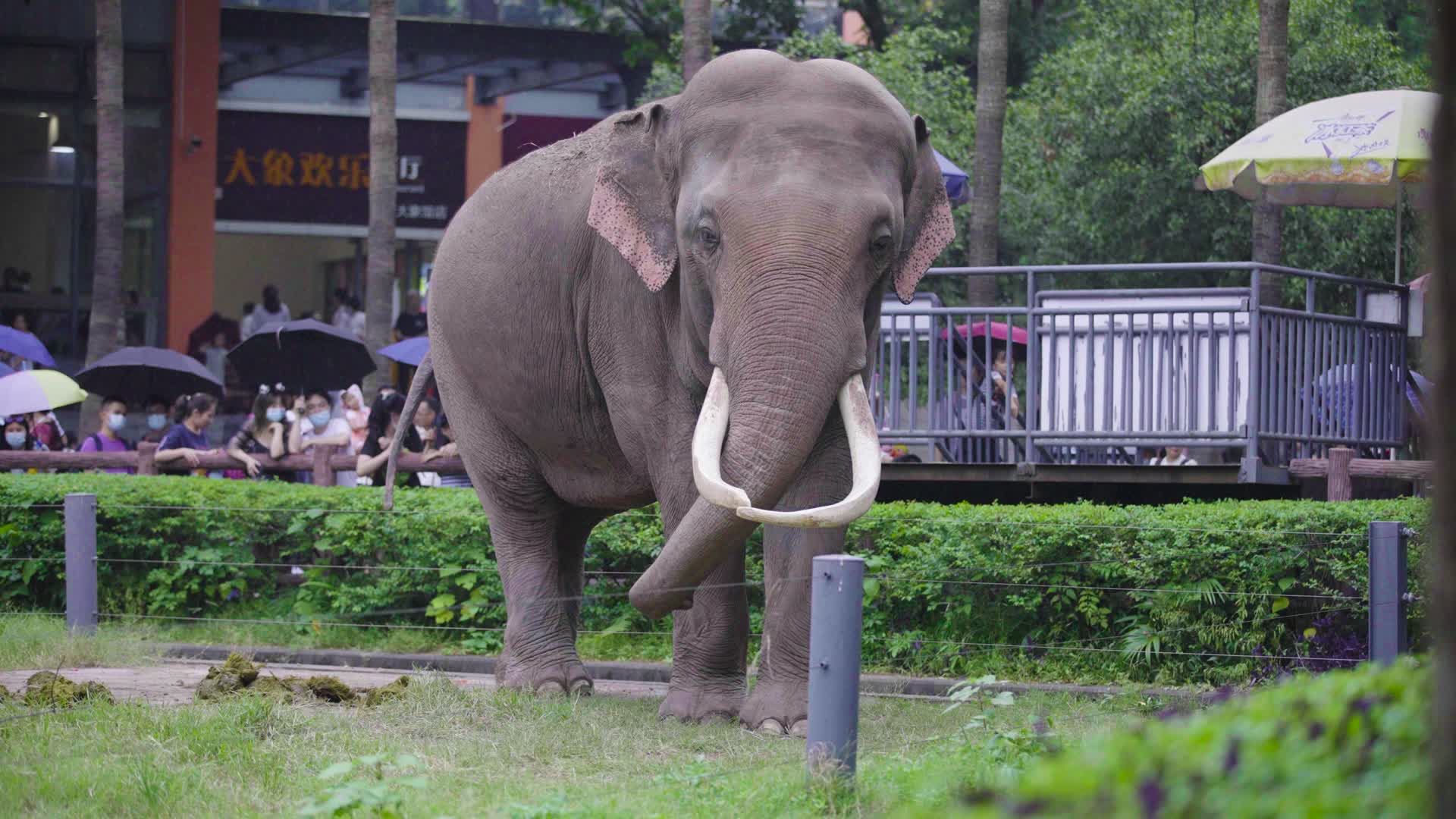 一头大象独自散步视频的预览图