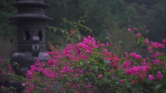 杭州西湖风景区上天竺禅院4K风景视频视频的预览图