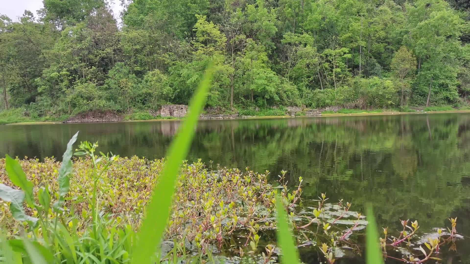 4K湿地绿水青山大自然环境环境保护绿色视频的预览图