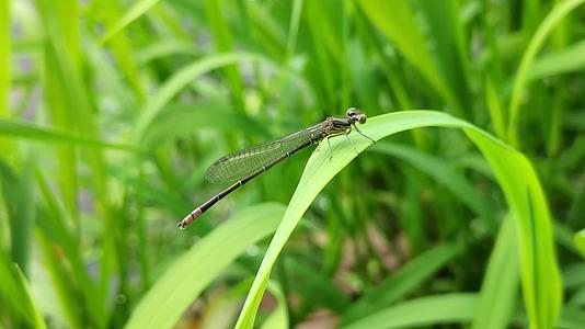 4K绿草蜻蜓环保绿水大自然清新蜻蜓视频的预览图