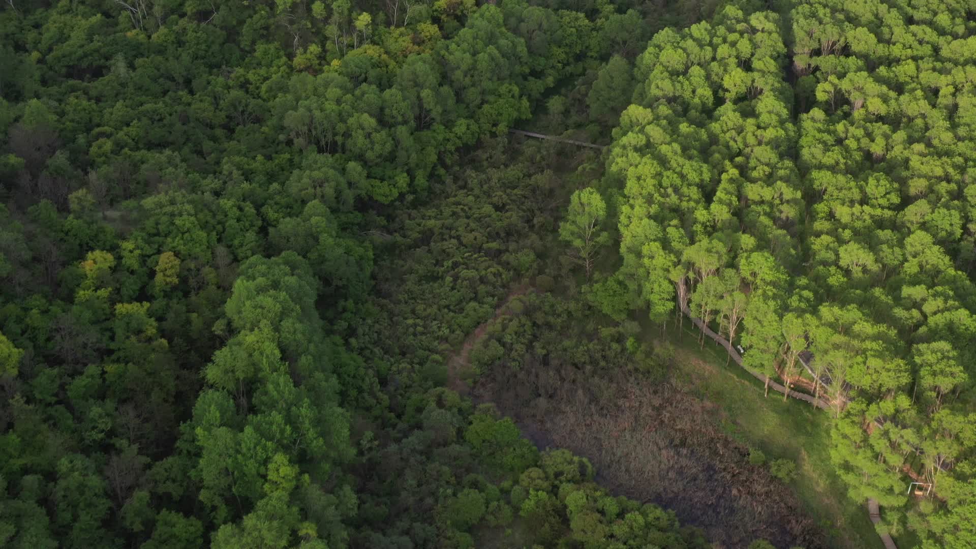 航拍陕西延安劳山森林视频的预览图