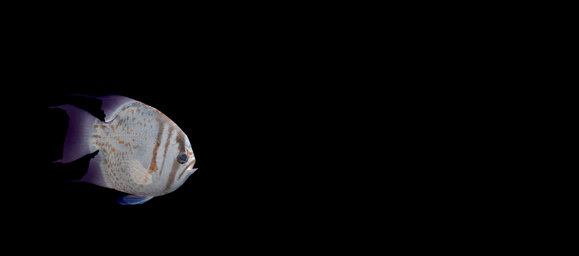 带透明通道丝鳍珍珠鱼视频的预览图