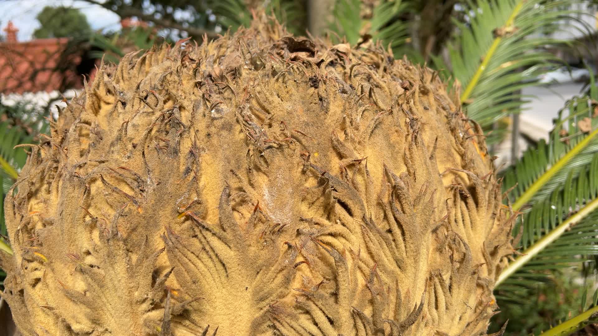 植物铁树花实拍4K视频视频的预览图