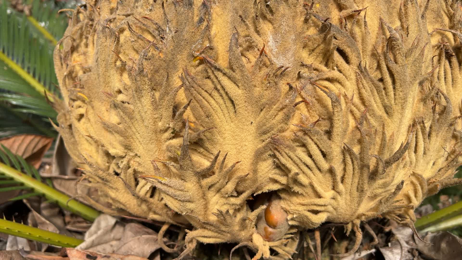 植物铁树花实拍4K视频视频的预览图