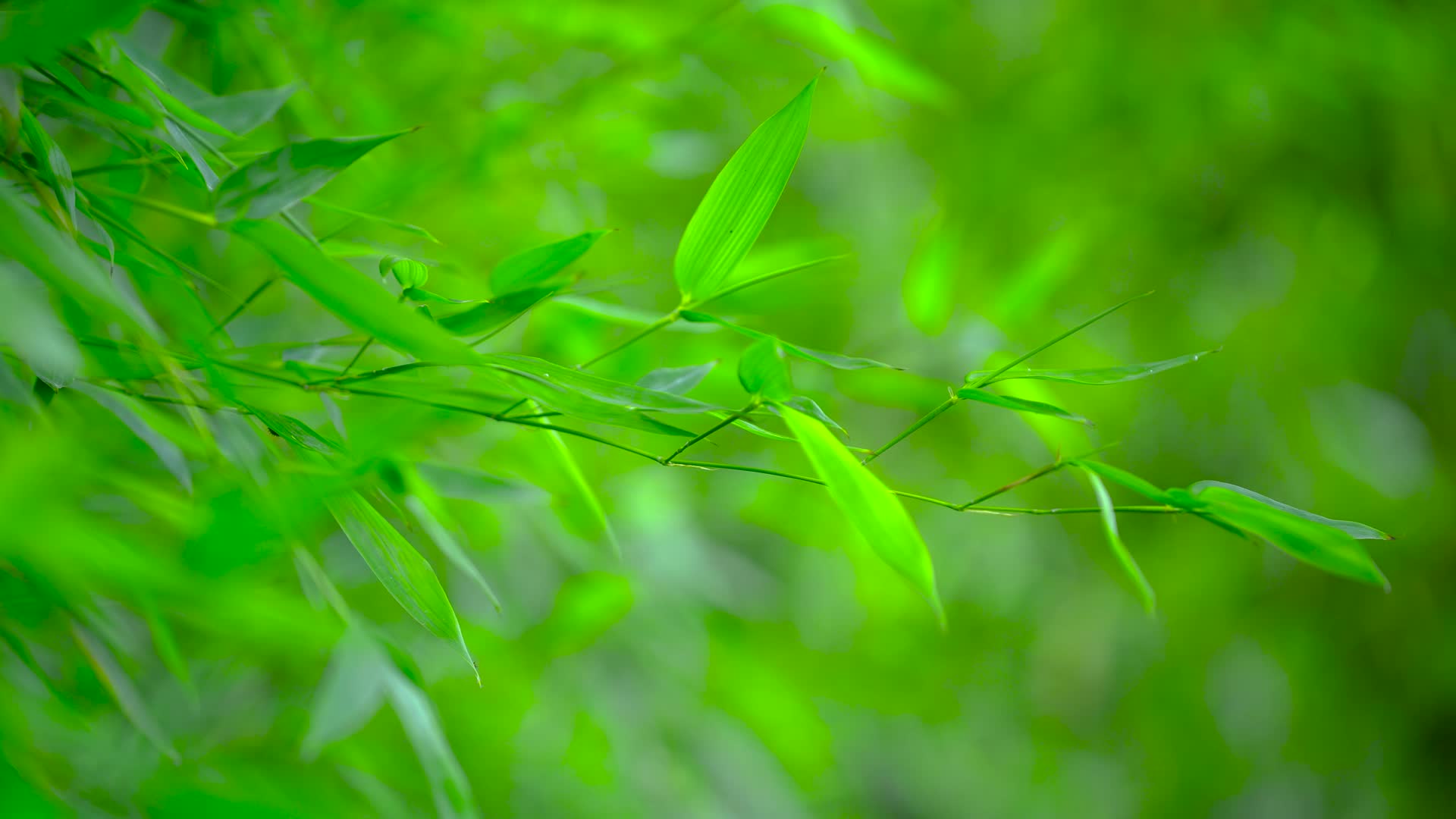 绿色植物竹叶晃动实拍视频的预览图