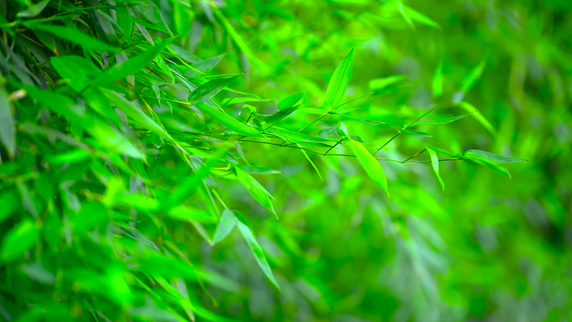清新竹叶绿色植物空镜头视频的预览图