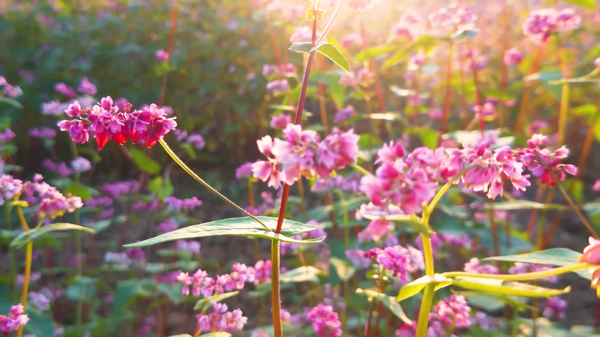 4K阳光荞花花朵阳光清新视频的预览图
